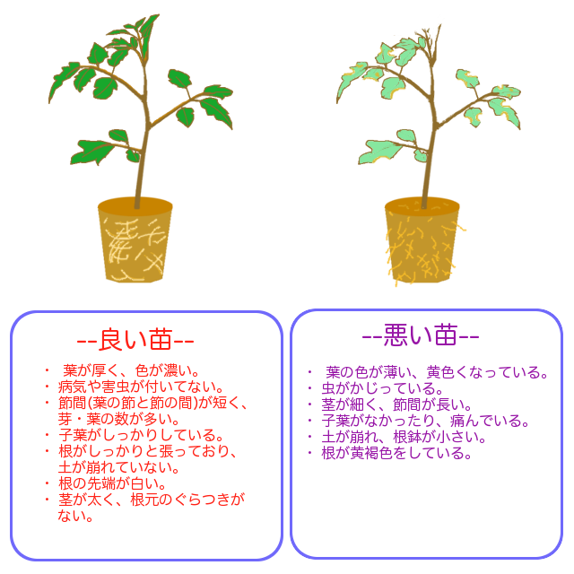 良い苗、悪い苗