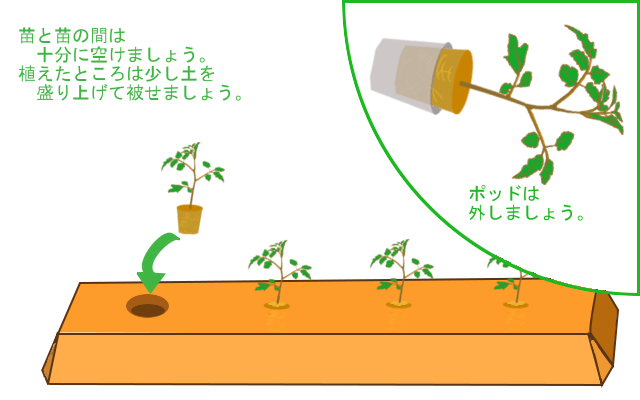 植え方