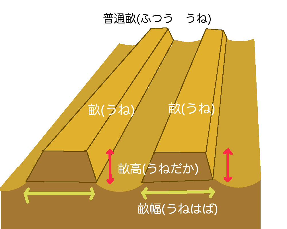 ベッド畝(ベッドうね)